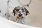 mongrel in bathtub