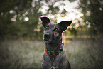 mongrel portrait