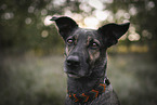 mongrel portrait