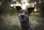 mongrel portrait