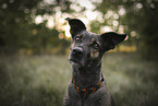 mongrel portrait