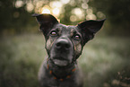 mongrel portrait