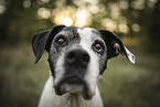 mongrel portrait