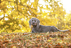 Golden-Retriever-Mongrel in autumn