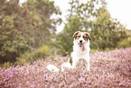 livestock-guardian-dog-mongrel in heath