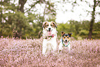 livestock-guardian-dog-mongrel and Jack Russell Terrier