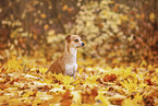 Chihuahua-Mongrel in autumn