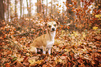 Chihuahua-Mongrel in autumn