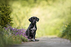 Dalmatian-Rhodesian-Ridgeback Puppy