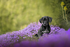 Dalmatian-Rhodesian-Ridgeback Puppy
