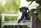 young Dalmatian-Rhodesian-Ridgeback