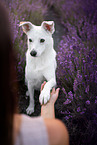 mongrel in summer