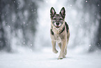 Shepherd-Mongrel
