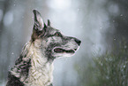 Shepherd-Mongrel
