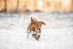 Jack-Russell-Terrier-Mongrel in the snow