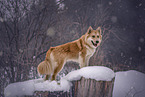 Samoyed-Mongrel in winter