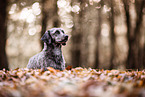 Poodle-Mongrel in autumn