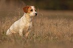 male Parson-Russell-Terrier-Mongrel