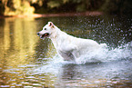 male Labrador-Retriever-Shepherd