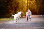 Labrador-Retriever-Shepherd in autumn