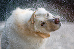 male Labrador-Retriever-Shepherd
