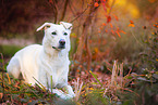 Labrador-Retriever-Shepherd in autumn