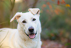 male Labrador-Retriever-Shepherd