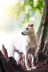 male Labrador-Retriever-Shepherd