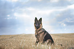 male Shepherd-Mongrel