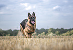 male Shepherd-Mongrel