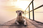 Labrador-Retriever-Mongel at sunset
