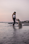Labrador-Retriever-Mongel at sunset