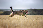 male mongrel