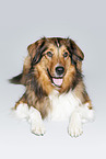 lying Australian-Shepherd-Mongrel