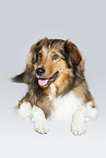 lying Australian-Shepherd-Mongrel