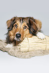 lying Australian-Shepherd-Mongrel