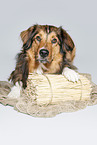 lying Australian-Shepherd-Mongrel