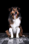 sitting Australian-Shepherd-Mongrel