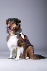 sitting dog with rescue dog vest