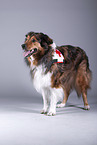 standing Australian-Shepherd-Mongrel