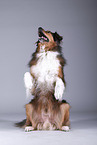 sitting Australian-Shepherd-Mongrel