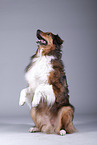 sitting Australian-Shepherd-Mongrel