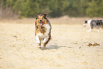 running Australian-Shepherd-Mongrel