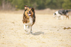 running Australian-Shepherd-Mongrel