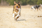running Australian-Shepherd-Mongrel