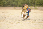 running Australian-Shepherd-Mongrel