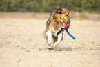 running Australian-Shepherd-Mongrel
