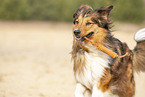 Australian-Shepherd-Mongrel