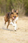 running Australian-Shepherd-Mongrel