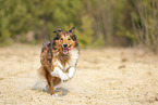 running Australian-Shepherd-Mongrel